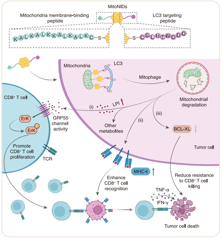 Nat.Nanobiotech：精准清除肿瘤线粒体，T细胞免疫疗法“战力飙升”