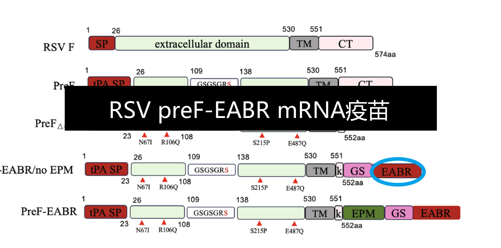 RSV pref-EABR VLPs mRNA疫苗（CDC段招军,npj Vaccine 2025.07）
